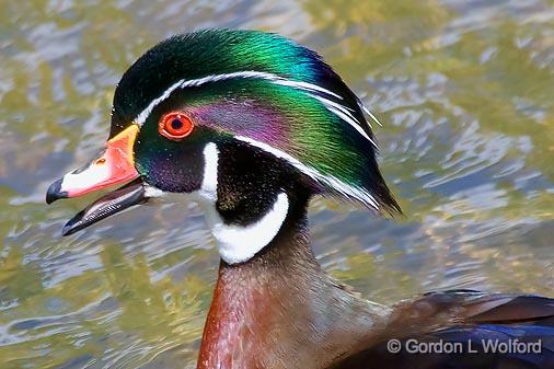 Wood Duck_53599.jpg - Male Wood Duck (Aix sponsa) photographed near Ottawa, Ontario - the Capital of Canada.